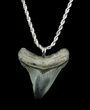 Serrated Juvenile Megalodon Tooth Necklace #35761-1